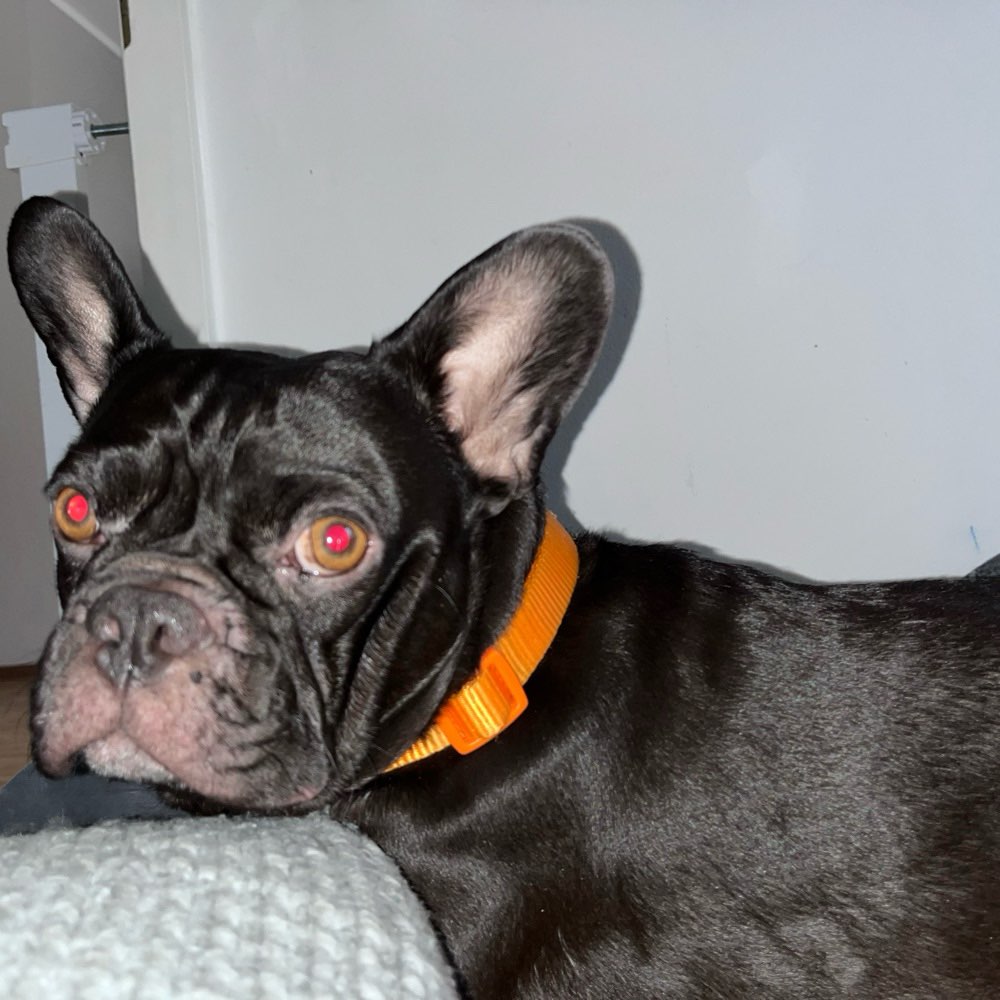 Hundetreffen-Spielrunde-Profilbild