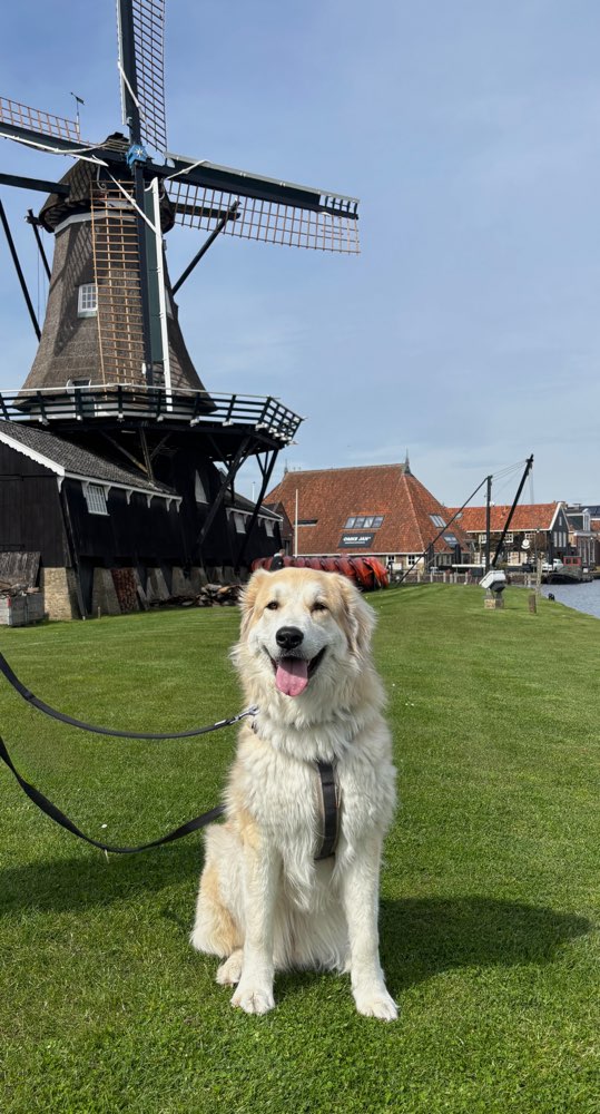 Hundetreffen-Große Spielpartner gesucht 🐾-Profilbild