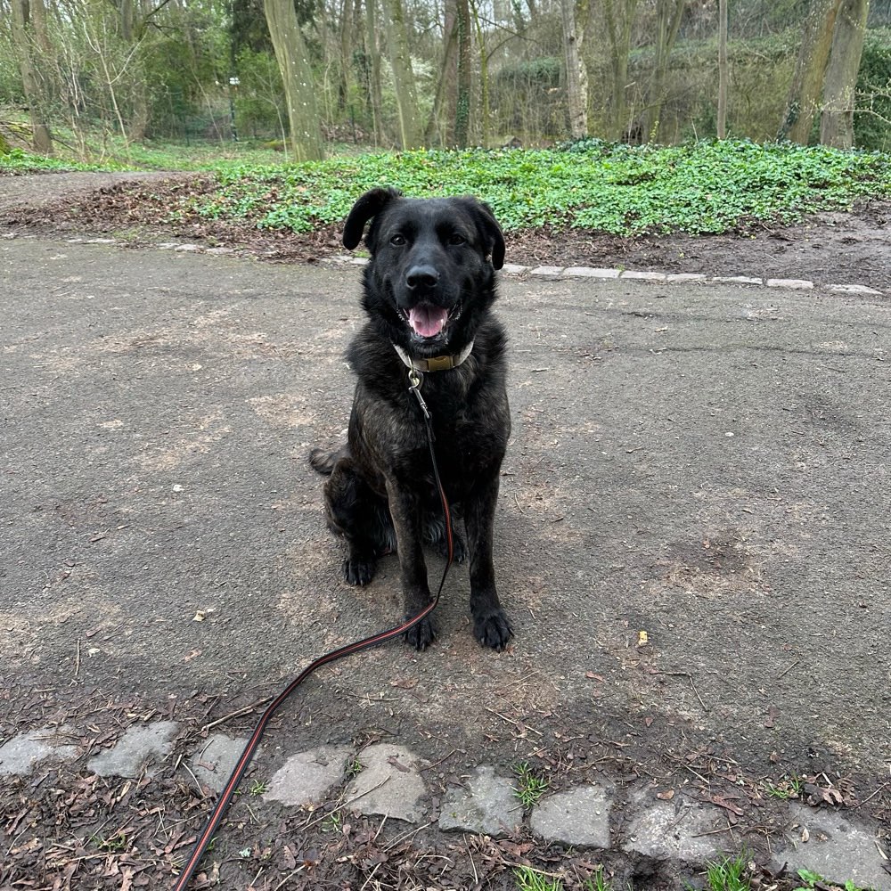 Hundetreffen-Hundetreff im Forst-Profilbild