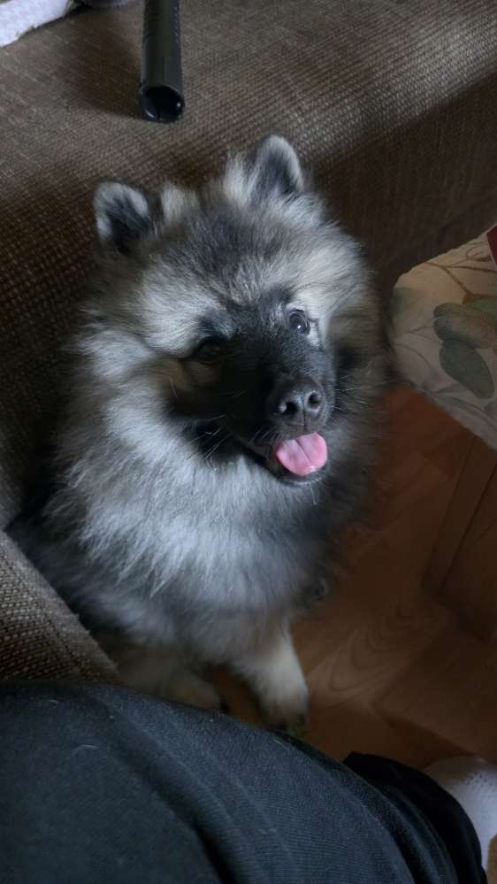 Hundetreffen-Welpenfreunde-Profilbild