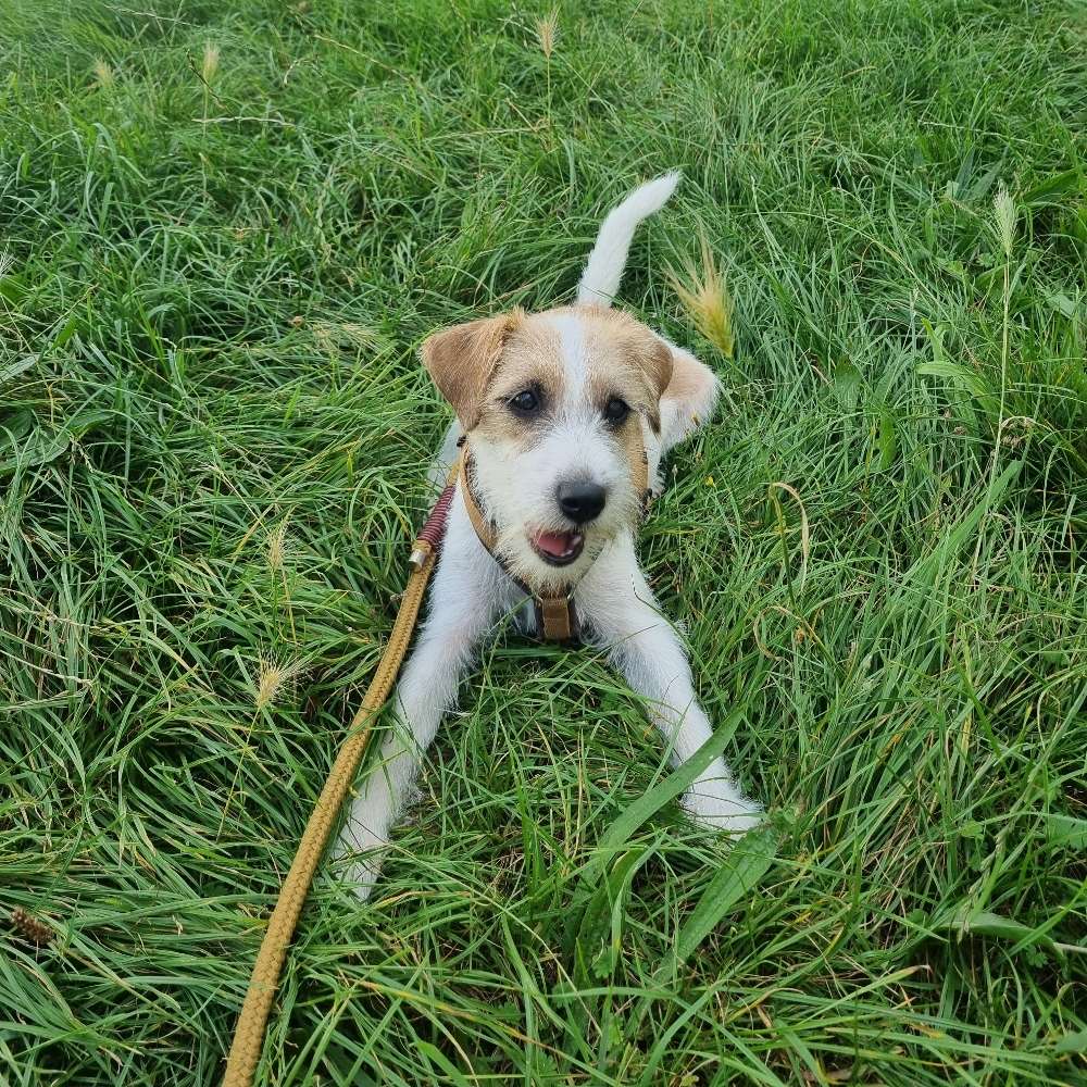 Hundetreffen-Soziale Hundebegegnungen-Profilbild