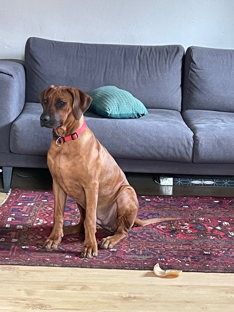 Hundetreffen-Gemeinsam Gassi gehen und spielen-Profilbild