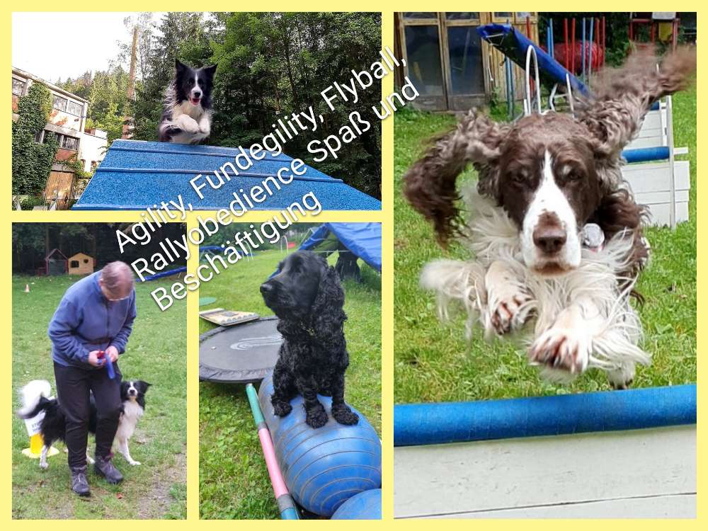 Hundetreffen-Beschäftigung und Spaß für Menschen und Hund-Profilbild