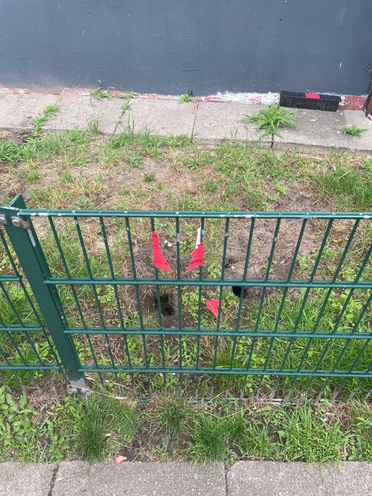 Giftköder-Rattengift + Tote Ratten-Profilbild