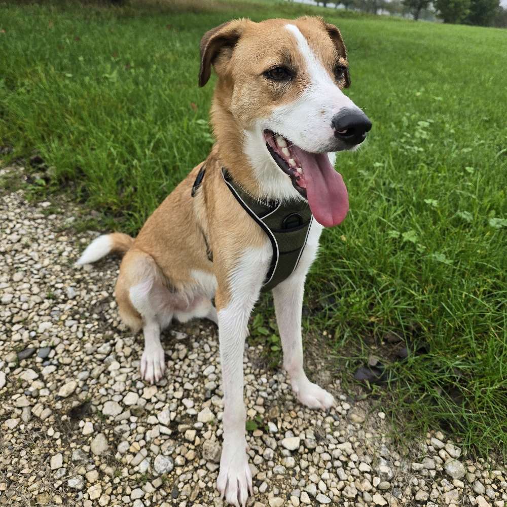 Hundetreffen-Gassirunde / Spielpartner-Profilbild