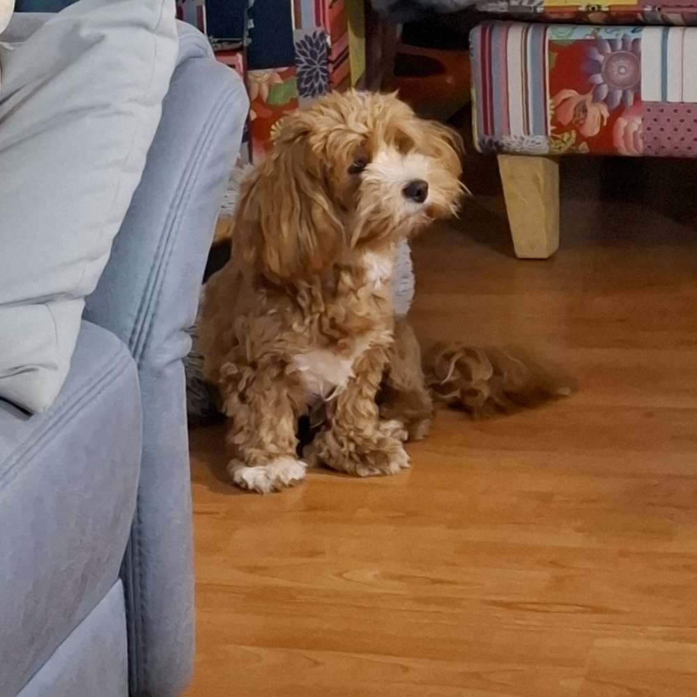 Hundetreffen-Kumpels zum Spazierengehen gesucht-Profilbild