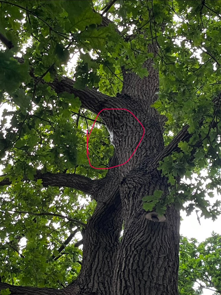 Giftköder-Eichenprozessionsspinner in 4 Bäumen-Profilbild
