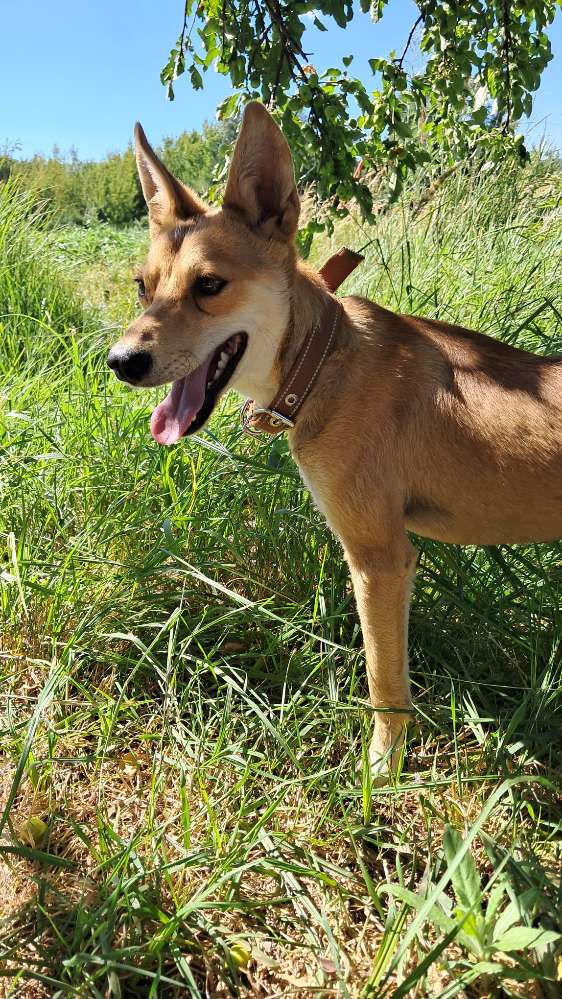 Hundetreffen-Dogsharing Interessenten-Profilbild