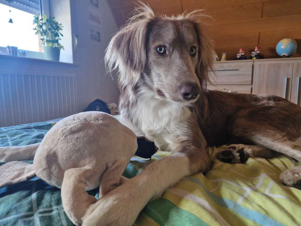 Hundetreffen-Hundekamaraden gesucht-Profilbild