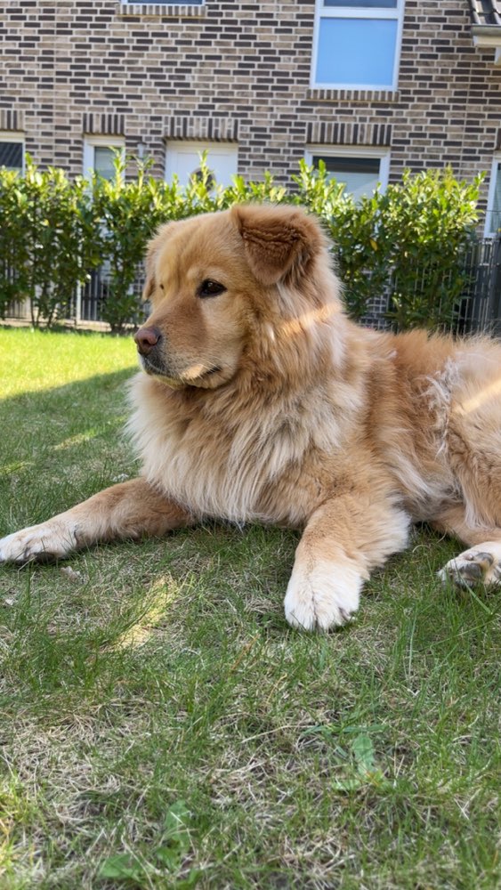 Hundetreffen-Ich/ Wir suchen Spielpartner für unsere Hündin „Nala“.-Profilbild