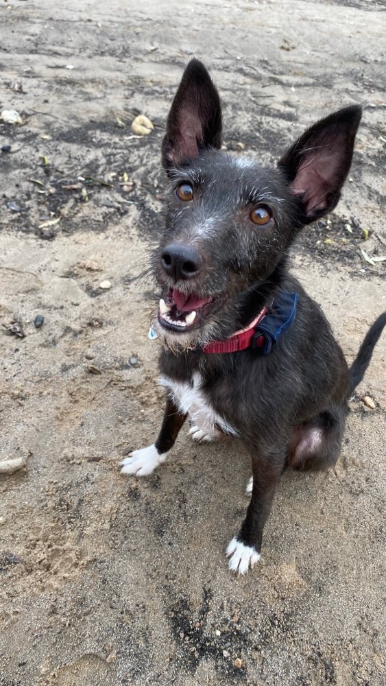 Hundetreffen-Mittelgroße oder kleine Hunde in Rodenkirchen-Profilbild