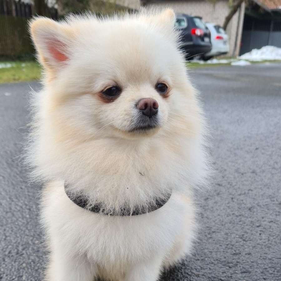 Hundetreffen-Gassi gehen und austoben-Profilbild