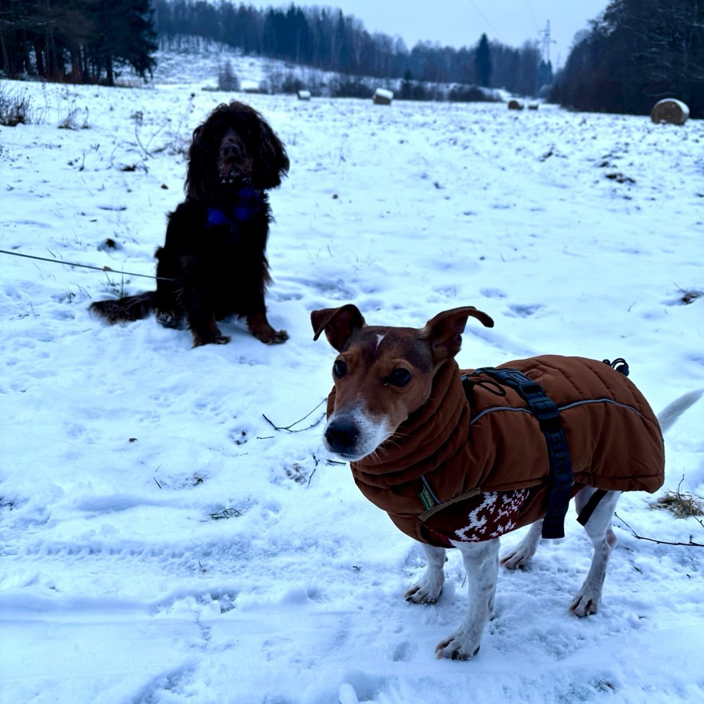 Hundetreffen-Gemeinsame Spaziergänge oder Spielstunden für kleine Hunde.-Profilbild