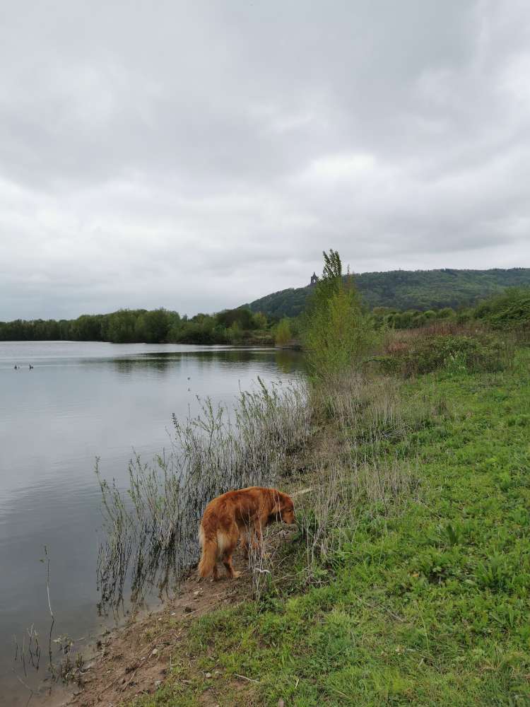 Hundetreffen-Wandern an Sonntagen ca. 5 - 10 km-Profilbild