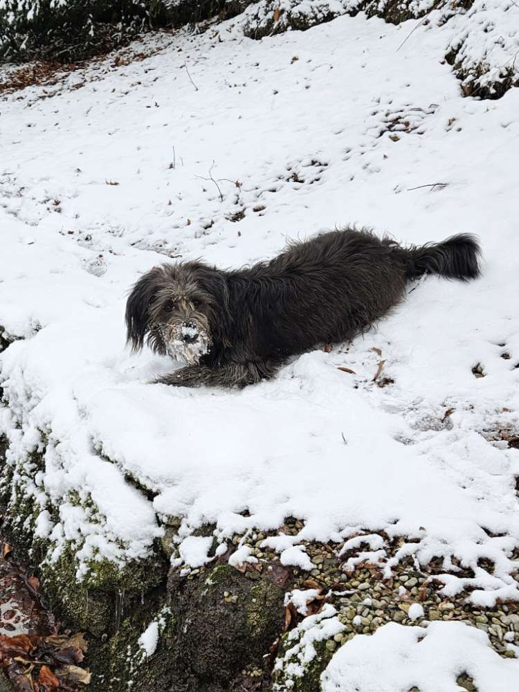 Lasst uns den Winter mit einem letzten Schneebild verabschieden Banner
