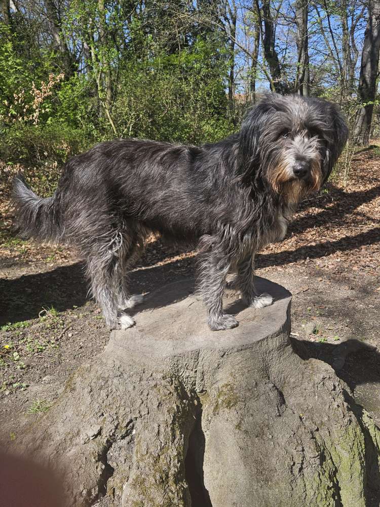 Dein Hund auf einem Baumstumpf Banner