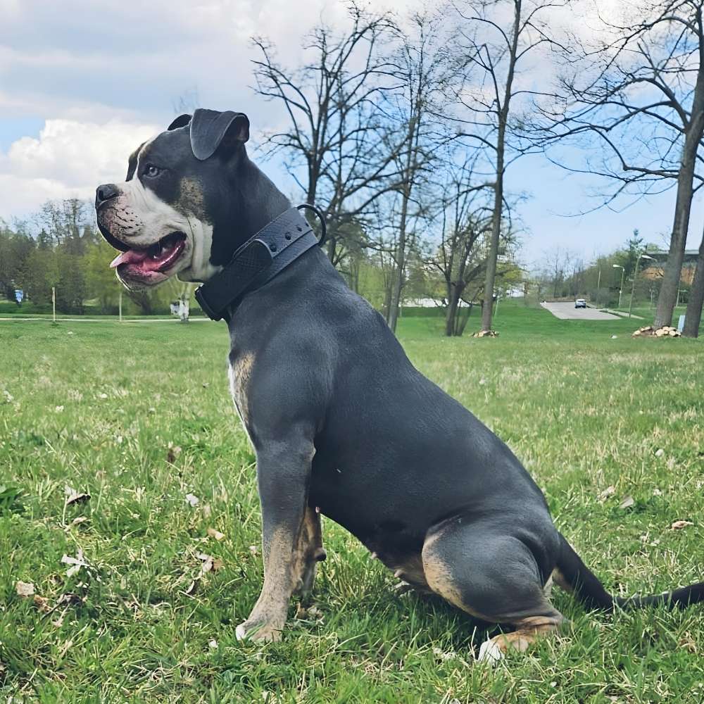 Hundetreffen-Treffen/Spaziergang/Spielen-Profilbild