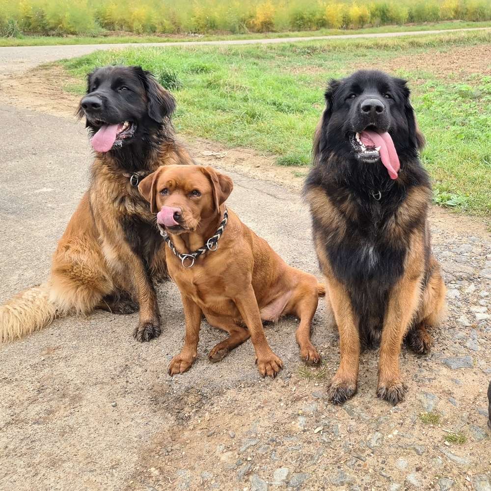 Hundetreffen-Gemeinsam Gassi-Profilbild