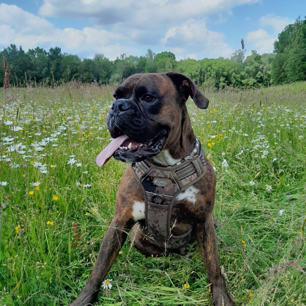 Hundetreffen-Spieltreffen / Spaziergänge-Profilbild