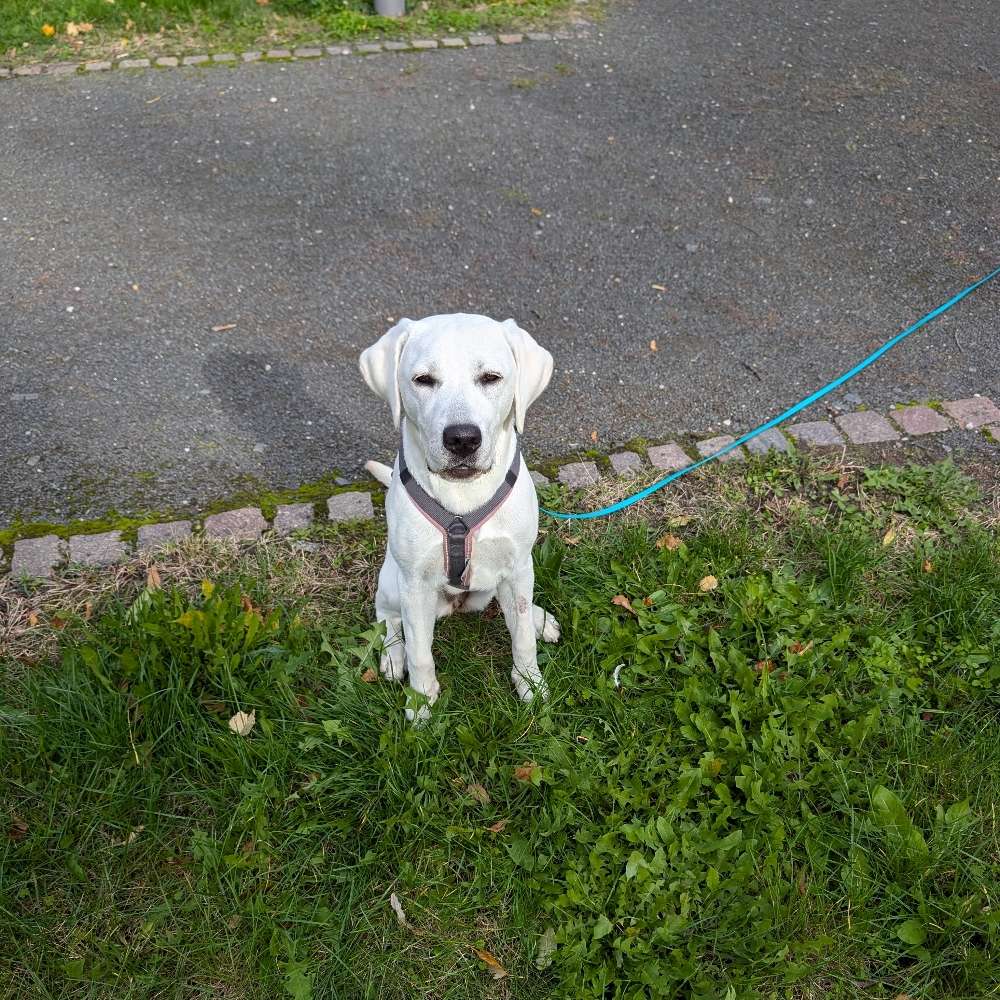 Hundetreffen-Spielfreunde für unseren wilden Flummi gesucht-Profilbild