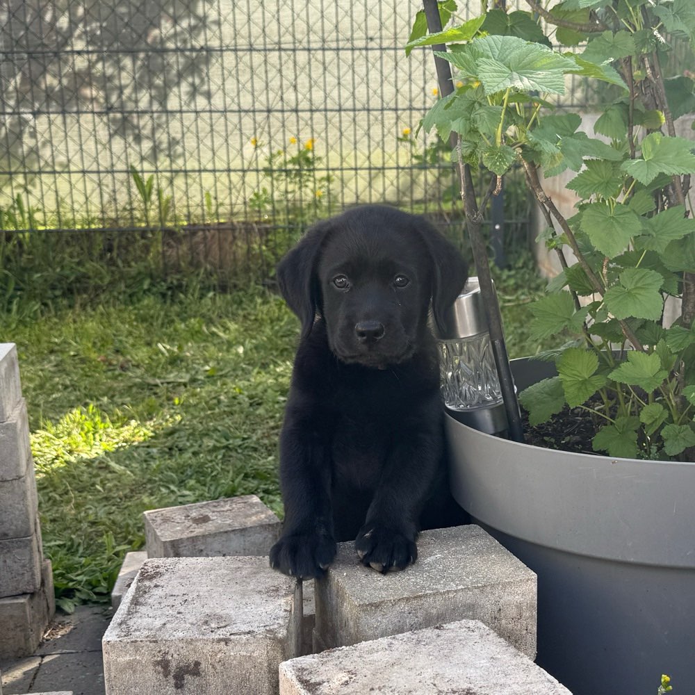 Hundetreffen-Welpentreff-Profilbild