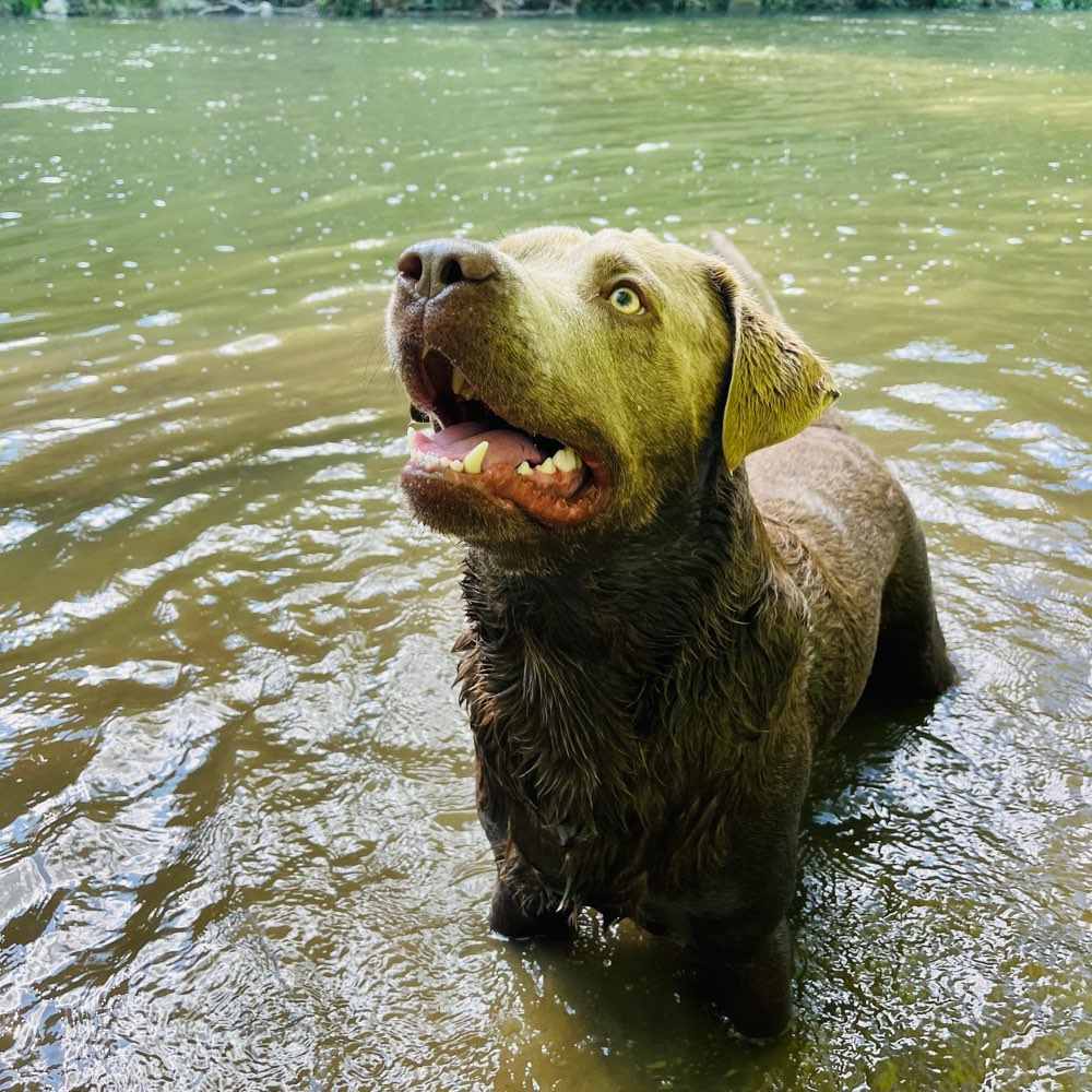 Hundetreffen-Gassi Treffen-Profilbild