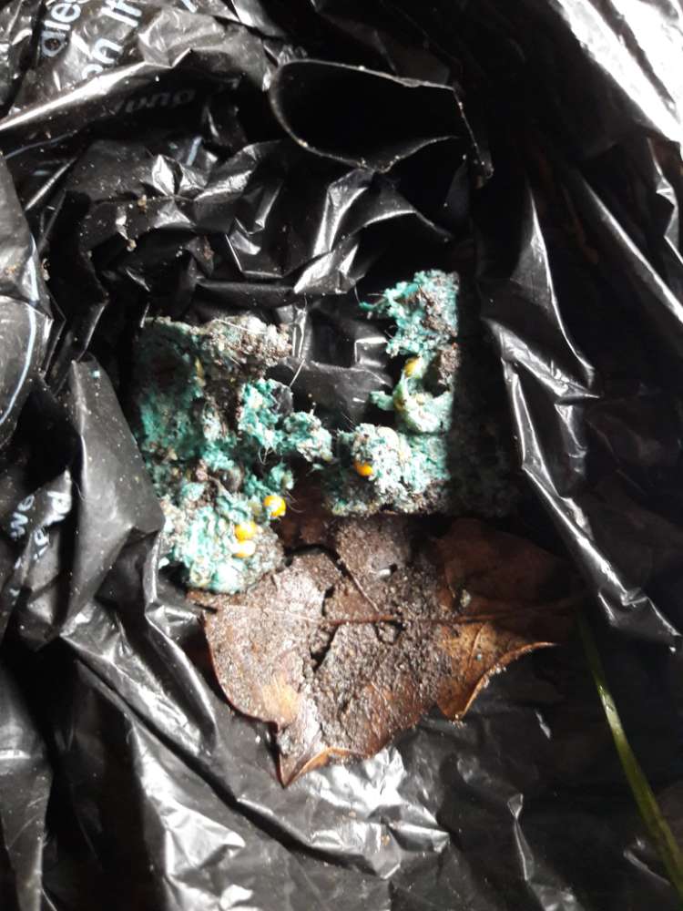 Giftköder-Gift im Hexenwald-Profilbild