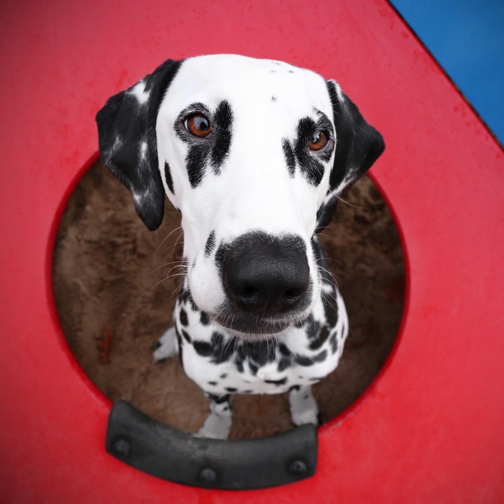 Hundetreffen-Dalmatinertreffen-Profilbild