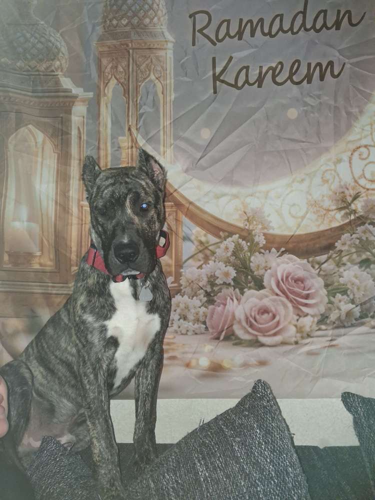 Hundetreffen-Barki sucht Spielkameraden, gross und kräftig irgendwo in mehlem Nähe bad godesberg-Profilbild