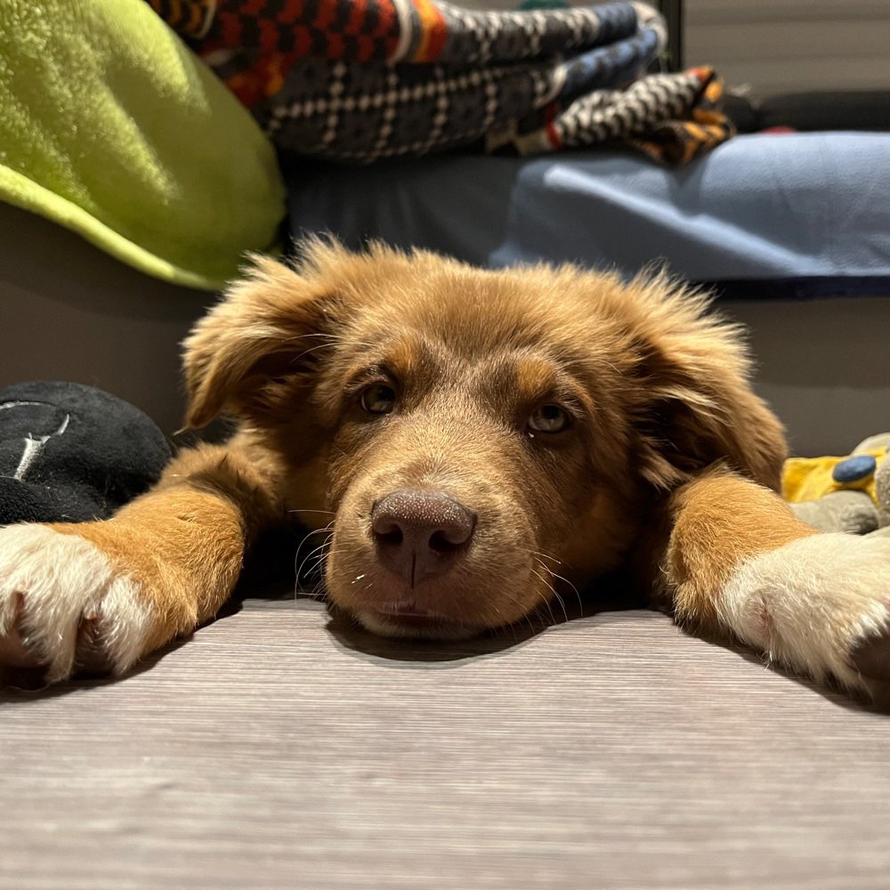 Hundetreffen-Hunderunde-Profilbild