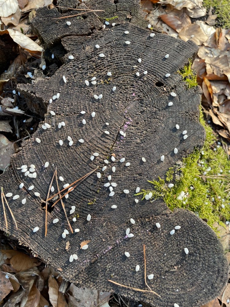 Giftköder-Rattengift!!!!-Profilbild