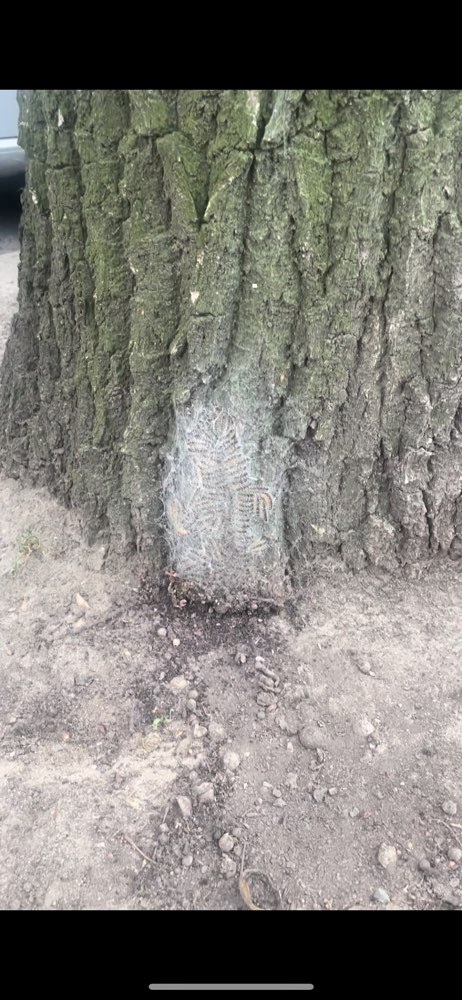 Giftköder-Eichenprozessionsspinner-Profilbild