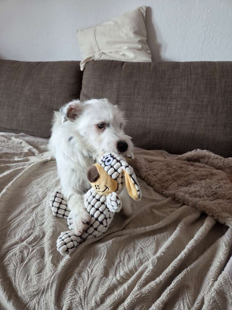 Hundetreffen-Hundebegnung Üben-Profilbild