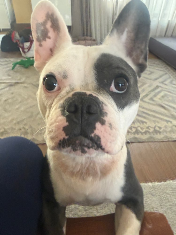 Hundetreffen-Gassi gehen, Spielpartner undHunde-Sitten-Profilbild