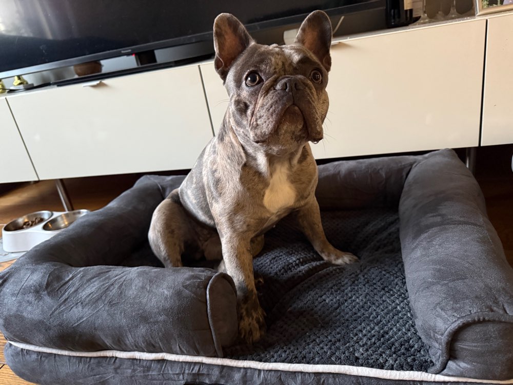 Hundetreffen-Frenchie Freunde gesucht-Profilbild