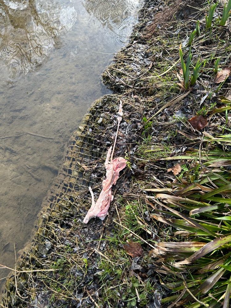 Giftköder-Verdächtiges rohes Fleisch im Stadtpark-Profilbild