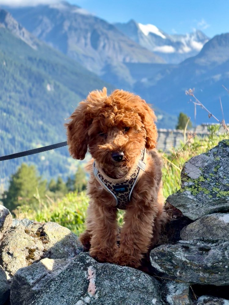 Hundetreffen-Welpentreffen u kleine Hunde-Profilbild