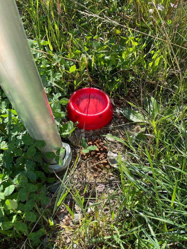 Giftköder-Wasser-Napf + Leckerli an Straßenlaterne-Profilbild