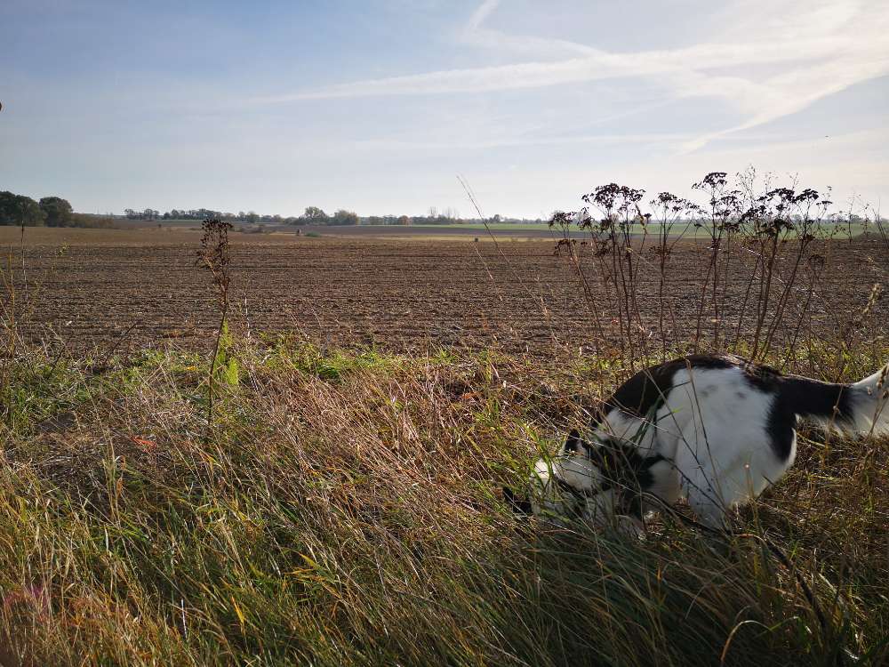 Hundetreffen-Ausgiebige Spaziergänge wo spielen auch möglich wäre-Profilbild