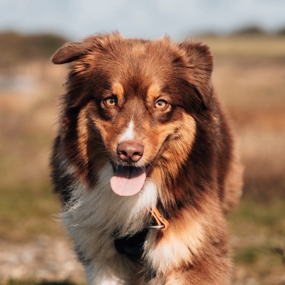 Hundetreffen-Hundekontakte/Spaziergang/Training-Profilbild