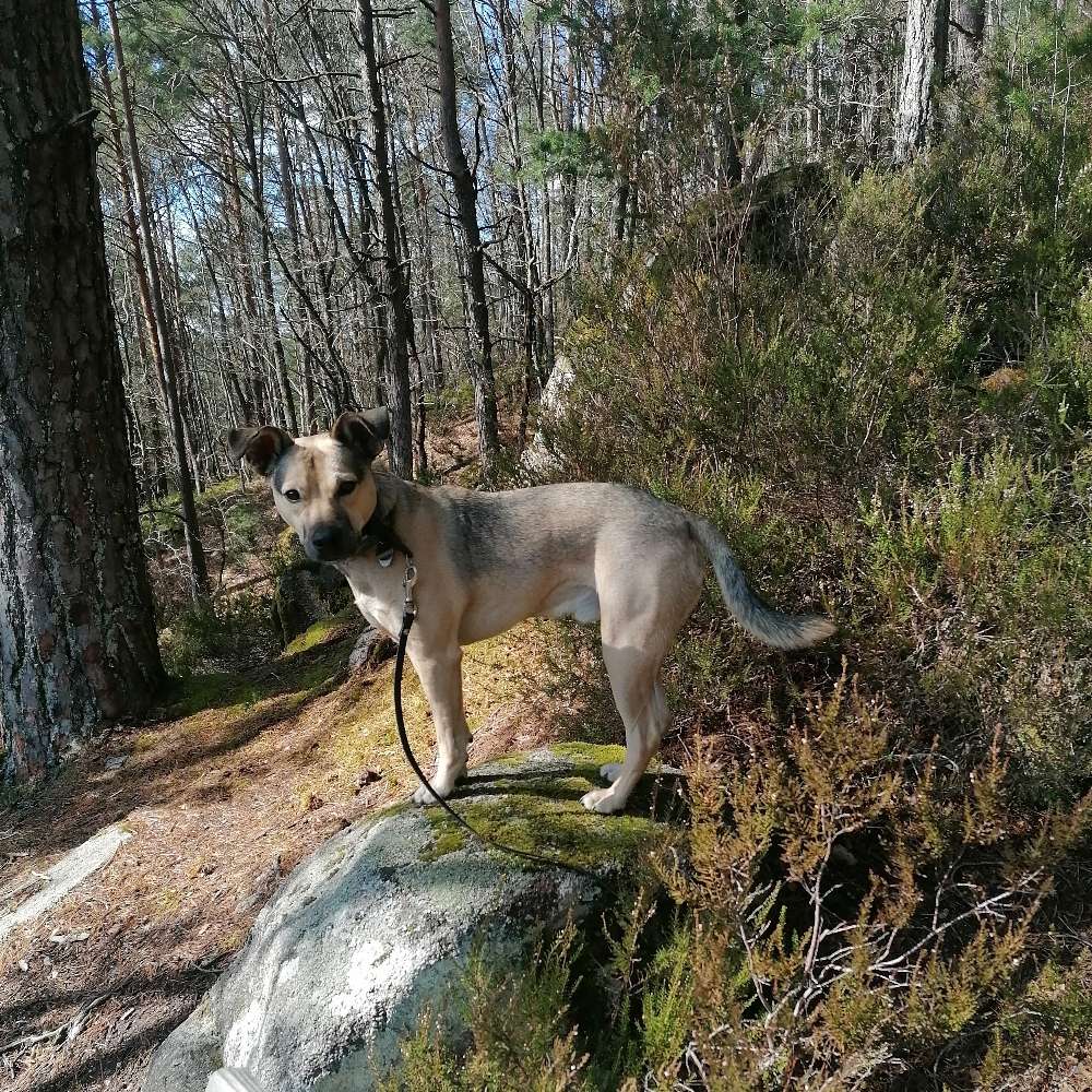 Hundetreffen-Sozialisation für mehr Entspannung-Profilbild