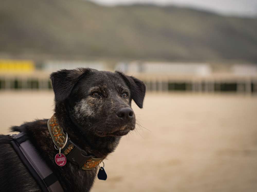 Hundetreffen-Begegnungstraining mit fremden Personen-Profilbild