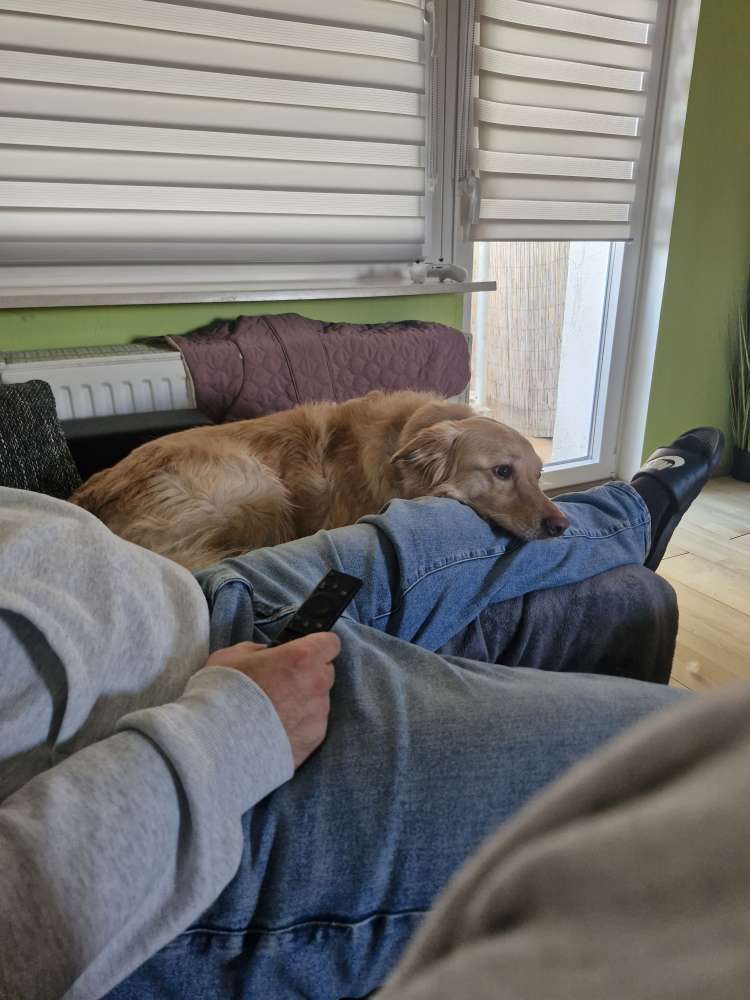 Hundetreffen-Spazieren gehen, Kennenlernen-Profilbild