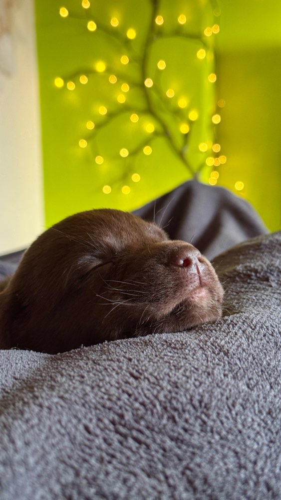 Hundetreffen-Rathenow und Umgebung Hundetreff-Profilbild