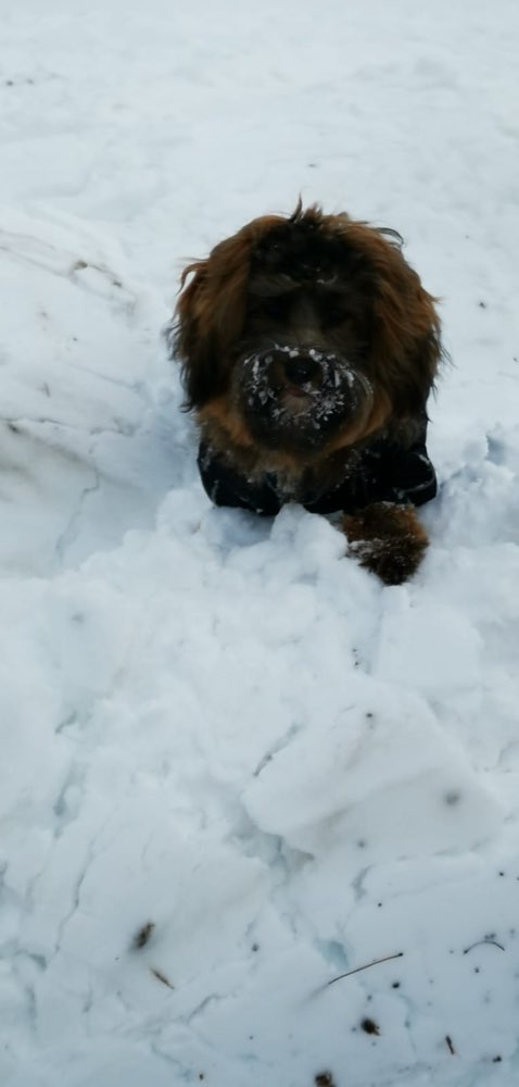 Hundetreffen-Gesellschaft gesucht-Profilbild