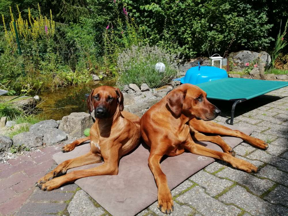 Hundetreffen-Rhodesian Ridgeback Gassirunde-Profilbild
