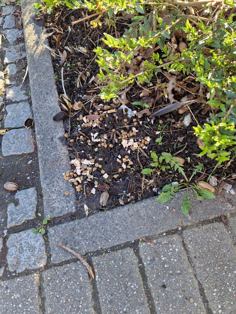 Giftköder-Hundefutter in Beet-Profilbild