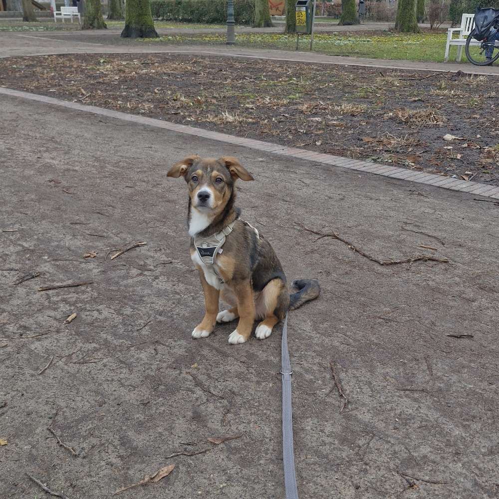 Hundetreffen-Treffen, spielen, trainieren.-Profilbild