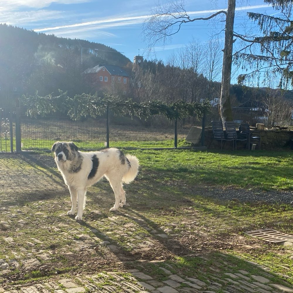 Hundetreffen-Sozialkontakte für Mensch und Tier Nähe Prüm.-Profilbild