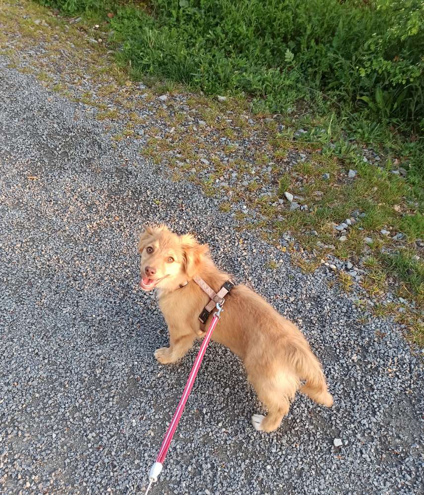 Hundetreffen-Spielfreude gesucht-Profilbild